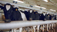 господдержка развития молочного животноводства вырастет почти на 54%