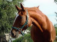 воспалительные заболевания копыт у лошадей