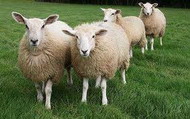 размножение овец