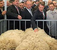 кормление и содержание овец до 4-х месячного возраста