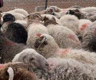 зимняя пастьба овец