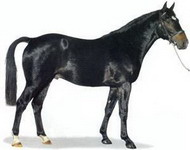 голштинская порода лошадей