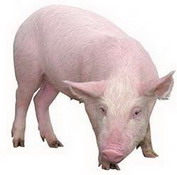 породы свиней второй группы