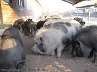 китайские свиноводы осваивают технологию nedap
