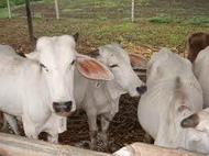 нормы в питании коров молочного направления